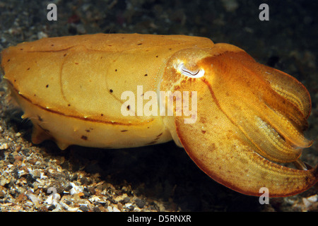 Broadclub Tintenfisch in gelb (Sepia finden), Lembeh Strait, Indonesien Stockfoto