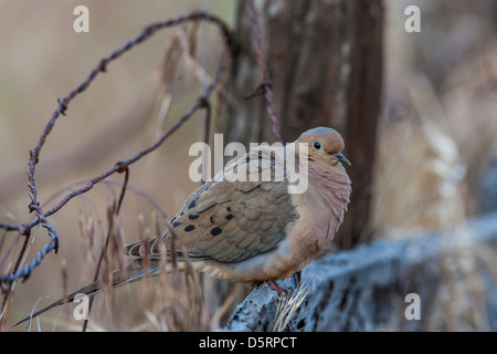 Mourning Dove thront auf einem alten Ranch Zaun auf der Insel Santa Cruz, Channel Islands Nationalpark, Kalifornien, USA Stockfoto