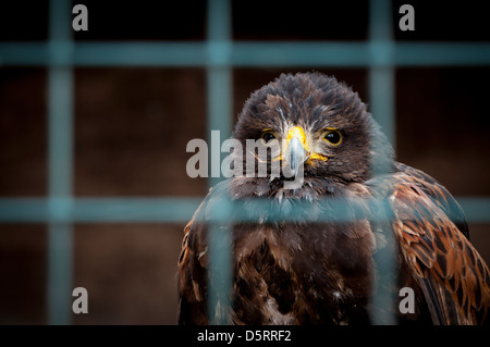 Captive Harris hawk Stockfoto