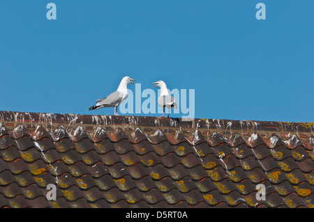 Zwei laute Möwen auf Dach Stockfoto