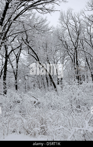 Schneebedeckte Bäume im Wald. Stockfoto