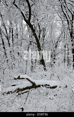 Schneebedeckte Bäume im Wald. Stockfoto