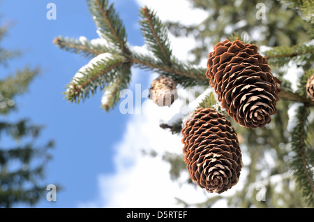 zwei Tannenzapfen auf den Winter Himmelshintergrund Stockfoto