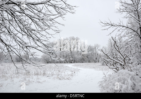 Schneebedeckte Pfad im Schutzwald. Stockfoto