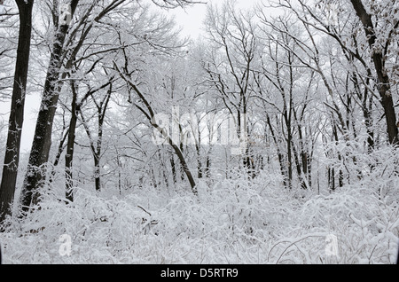 Schneebedeckte Bäume im Wald. Stockfoto