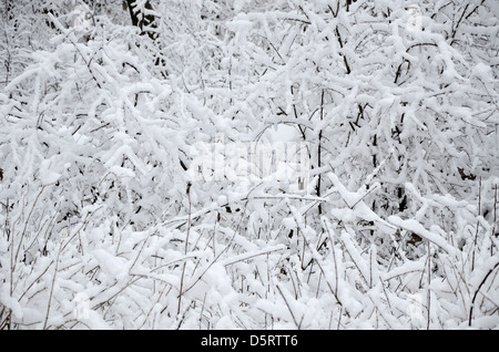 Schneebedeckte Bäume im Wald. Stockfoto