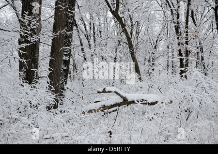 Schneebedeckte Bäume im Wald. Stockfoto