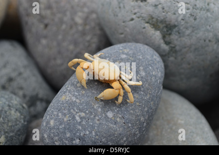 Kleine Krabben auf dem Kiesel Stockfoto