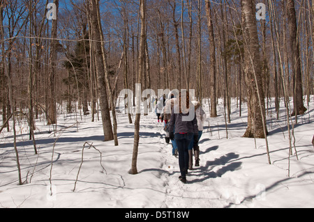 Menschen wandern auf Schnee fallen Weg durch Wald auf sonnigen Wintertag Stockfoto