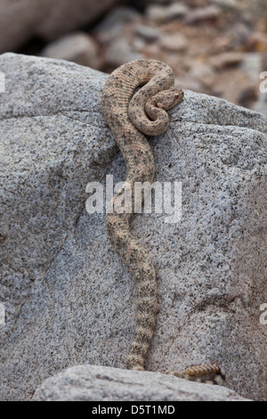 San Jose gefleckte Klapperschlange, Crotalus Mitchellii Mitchellii, Isla San Jose, Baja California Sur, Mexiko, Stockfoto