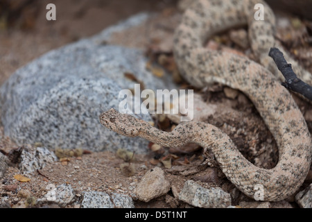 San Jose gefleckte Klapperschlange, Crotalus Mitchellii Mitchellii, Isla San Jose, Baja California Sur, Mexiko, Stockfoto