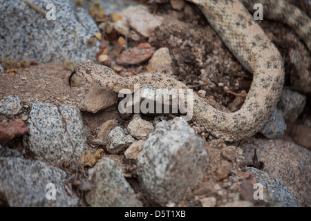 San Jose gefleckte Klapperschlange, Crotalus Mitchellii Mitchellii, Isla San Jose, Baja California Sur, Mexiko, Stockfoto