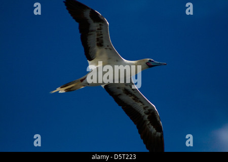 Red-footed Sprengfallen Sula Sula fliegen.  Bahia State Küste, Brasilien Stockfoto