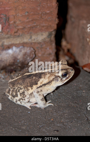 Gulf Coast Toad Stockfoto