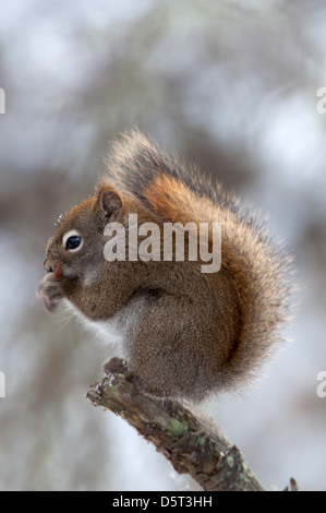 Douglass-Hörnchen nach links Stockfoto