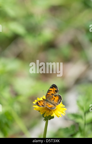 Eine Perle Halbmond Schmetterling auf einem Löwenzahn Stockfoto