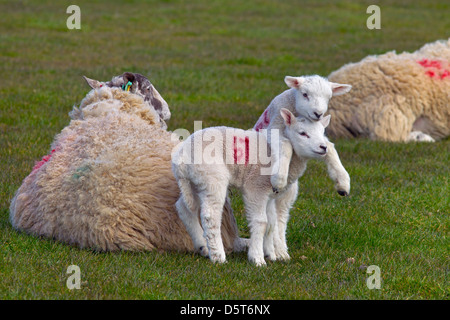 EWE & Frühjahr Lämmer auf Rasen Wiese Stockfoto