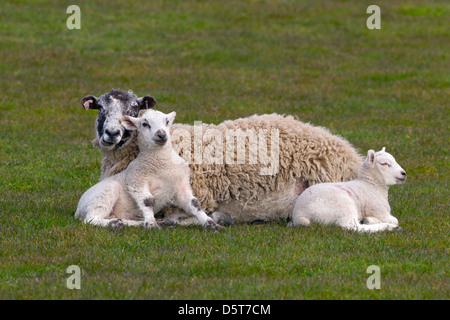 EWE & Frühjahr Lämmer auf Rasen Wiese Stockfoto