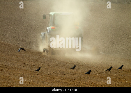 Frühling Eggen Pflügen in trockenen Bedingungen Osten Runton Norfolk Stockfoto