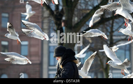 Möwen fliegen um ein Passagier auf der Binnenalster in Hamburg, Deutschland, 19. November 2012. Die Sonne ist im Norden Deutschlands! Foto: Axel Heimken Stockfoto