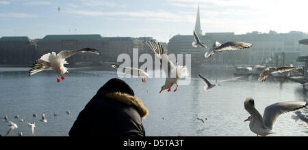 Möwen fliegen um ein Passagier auf der Binnenalster in Hamburg, Deutschland, 19. November 2012. Die Sonne ist im Norden Deutschlands! Foto: Axel Heimken Stockfoto