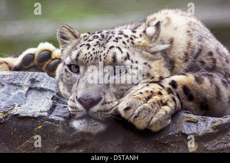 Snow Leopard In Gefangenschaft Stockfoto