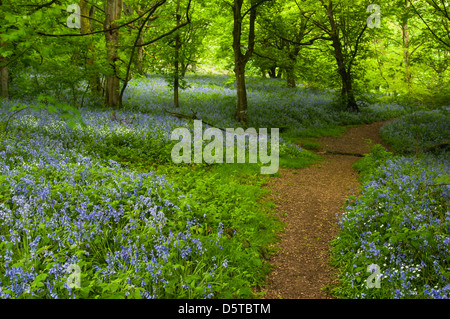 Ein breiter Weg durch einen Teppich aus blühenden Glockenblumen in den alten Wäldern im Badby in Northamptonshire, England Stockfoto