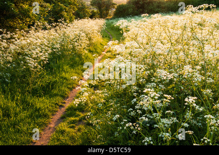 Ein schmaler Pfad durch eine Schneise der Blüte Kuh Petersilie in goldenen, warmen Abendlicht in Brixworth, Northamptonshire, England Stockfoto