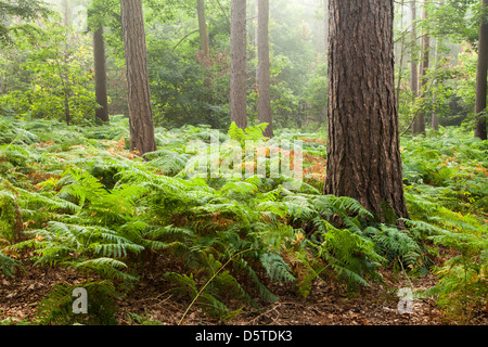 Am frühen Morgennebel unter der Wald von Harlestone Tannen einige frühen Herbst Farben, Northamptonshire, England Stockfoto