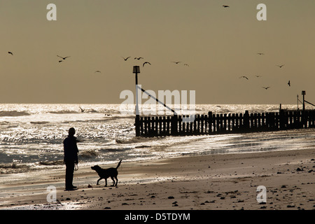 Gelber Labrador entlang Norfolk Strandes mit Besitzer Stockfoto