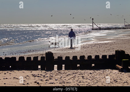 Gelber Labrador entlang Norfolk Strandes mit Besitzer Stockfoto