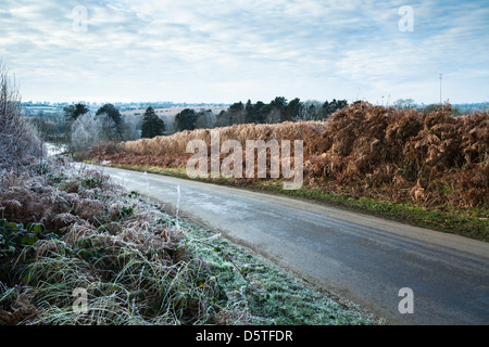 Ein am Straßenrand Rande neben einem schmalen Feldweg und Gegenteil in Raureif überzogen ist ein Feld von Miscanthus in der Nähe von Coton, Northamptonshire, England Stockfoto