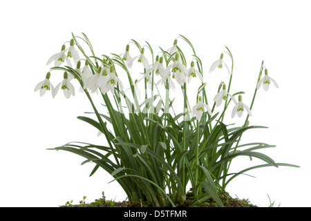 Schneeglöckchen auf weißem Hintergrund. Stockfoto