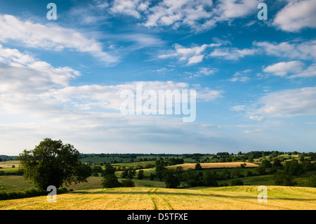 Northamptonshire Hügellandschaft an einem Sommerabend in der Nähe von West Haddon, mit Blick auf kalten Ashby, England Stockfoto