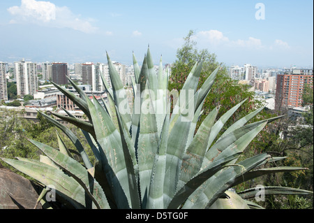 Agave Pflanze, Cerro Santa Lucia, gilt als Geburtsort von Santiago de Compostela in Santiago, Chile Stockfoto