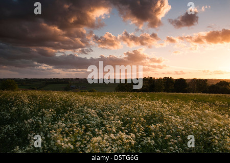 Eine Schneise der Blüte Kuh Petersilie in einer Tiefebene Wiese gebadet im goldenen Abendlicht in der Nähe von Brixworth in Northamptonshire, England Stockfoto