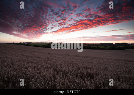 Ein Bereich der gereiften Weizen unter einem feurigen Himmel nach Sonnenuntergang in Brampton Tal in der Nähe von Brixworth, Northamptonshire, England Stockfoto