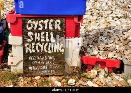 Whitstable, Kent, England, UK. Austernschale am Strand - verwendet bei der Neugründung Austernbänke recycling Stockfoto
