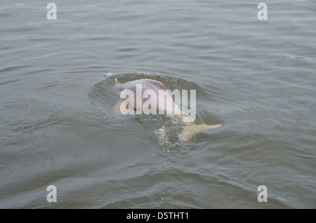 Brasilien, Amazonas, Rio Tapajos, Santarem. Süßwasser rosa Amazonas-Delfin (WILD: Inia Geoffrensis), vom Aussterben bedrohte Arten. Stockfoto