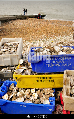 Whitstable, Kent, England, UK. Austernschale am Strand - verwendet bei der Neugründung Austernbänke recycling Stockfoto