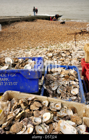 Whitstable, Kent, England, UK. Austernschale am Strand - verwendet bei der Neugründung Austernbänke recycling Stockfoto