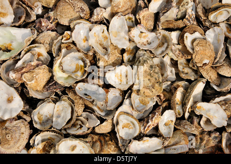 Whitstable, Kent, England, UK. Haufen von Austernschalen am Strand Stockfoto