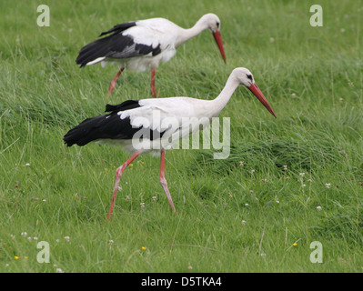 Paar Weißstörche (Ciconia Ciconia) auf Nahrungssuche in einer grasbewachsenen grünen Frühling Wiese Stockfoto