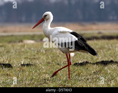 Erwachsene männliche Europäische Weißstorch (Ciconia Ciconia) auf Nahrungssuche in einer grasbewachsenen grünen Frühlingswiese, niedrige Sicht Stockfoto