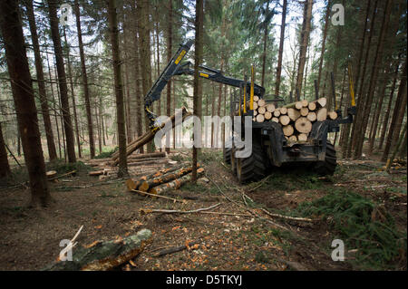 Ein Spediteur Fahrzeug sammelt Holz während der Holzernte durch den sächsischen Staat Forstdienst im Stadtteil Unger Wald in der Nähe von Neustadt, Deutschland, 26. November 2012. Rund 1,5 Hektar und 10 Prozent der Fläche der Oberförsterei werden planmäßig verdünnt werden. Fast 80.000 Kubikmeter Holz mit einem Wert von rund 4,2 Millionen Euro werden geerntet werden. Foto: Arno Burgi Stockfoto