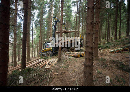 Ein Spediteur Fahrzeug sammelt Holz während der Holzernte durch den sächsischen Staat Forstdienst im Stadtteil Unger Wald in der Nähe von Neustadt, Deutschland, 26. November 2012. Rund 1,5 Hektar und 10 Prozent der Fläche der Oberförsterei werden planmäßig verdünnt werden. Fast 80.000 Kubikmeter Holz mit einem Wert von rund 4,2 Millionen Euro werden geerntet werden. Foto: Arno Burgi Stockfoto