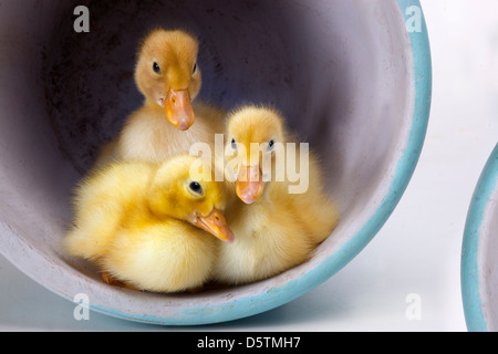 Neu geschlüpft Entenküken im blauen Blumentopf Stockfoto