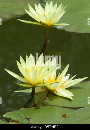 Blühende Lotus Blume Mittwoch Anbetung Reservoir Thailand Stockfoto