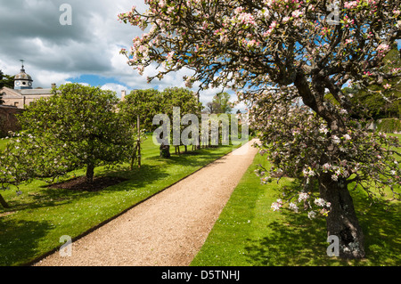 Allee der Spalier Apfel und Birne Bäume Anzeigen zart rosa Blüte im Obstgarten, Rousham House, Oxfordshire, England Stockfoto