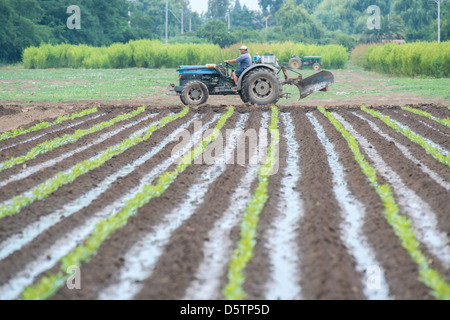 Landwirt Traktor in der Nähe von Reihen von Sämlingen in Betrieb einer Obstplantage in Chile, Südamerika Stockfoto